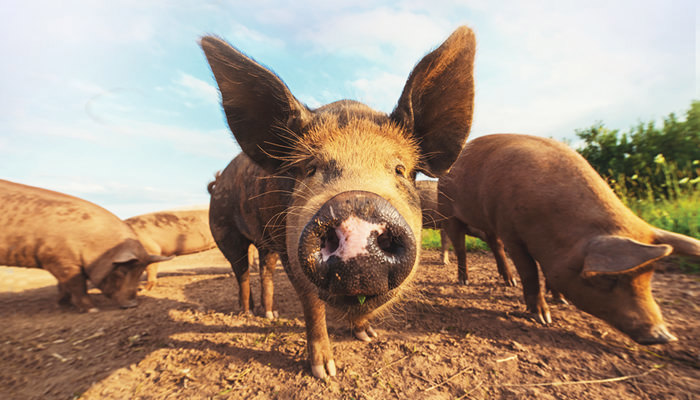 Free range pigs.jpg