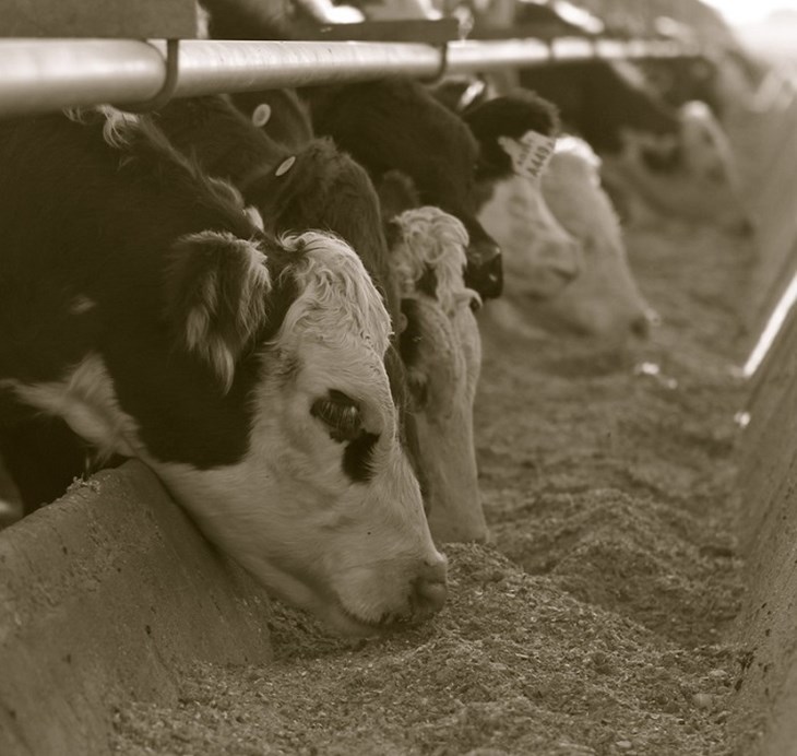 cows eating feedlot 2 cropped for blog.jpg