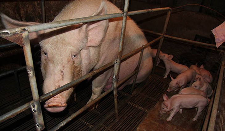 exhausted looking sow with piglets in crate Wuxi China.jpg
