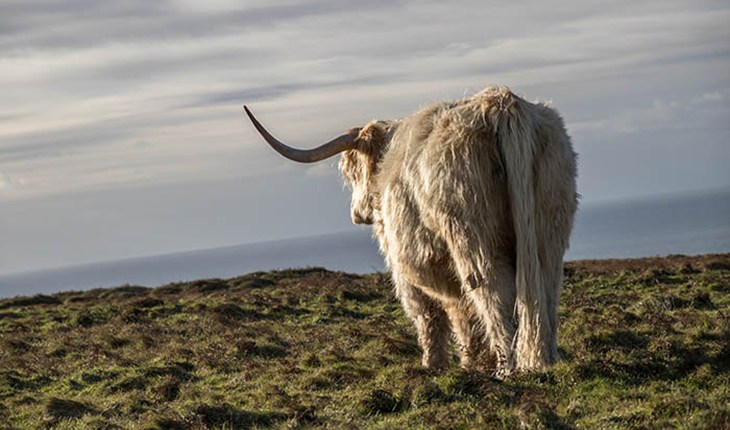 Cow looking to horizon.jpg