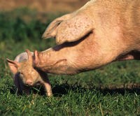 Pigs - Sentience.jpg