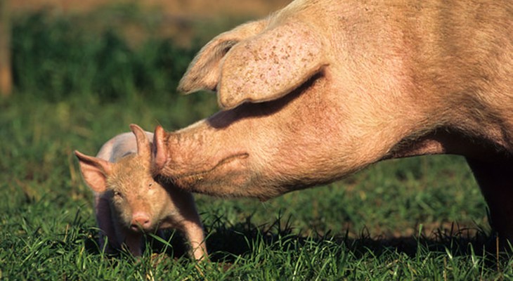 Mother pig nuzzling her piglet