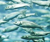 Fish.jpg