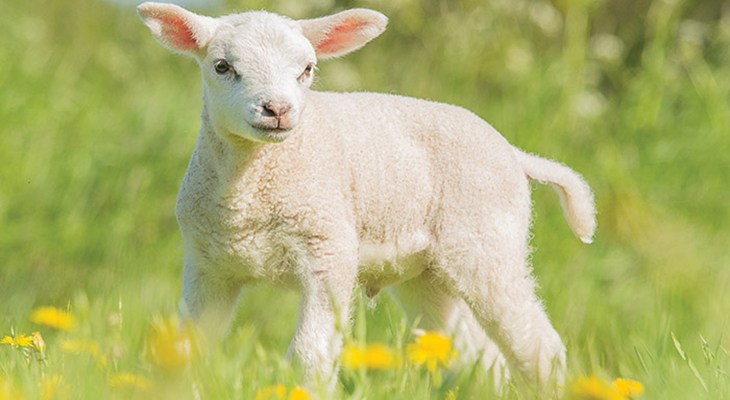 Raffle_lamb_700x400.jpg