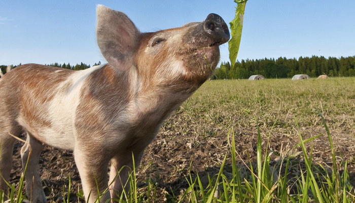 Pig sniffing leaf.jpg