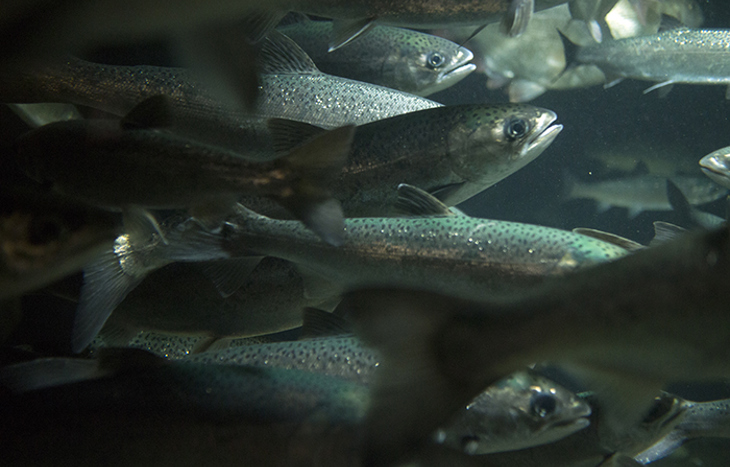 school of fish swimming