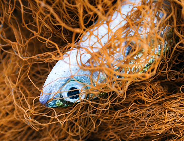 dead fish in orange net