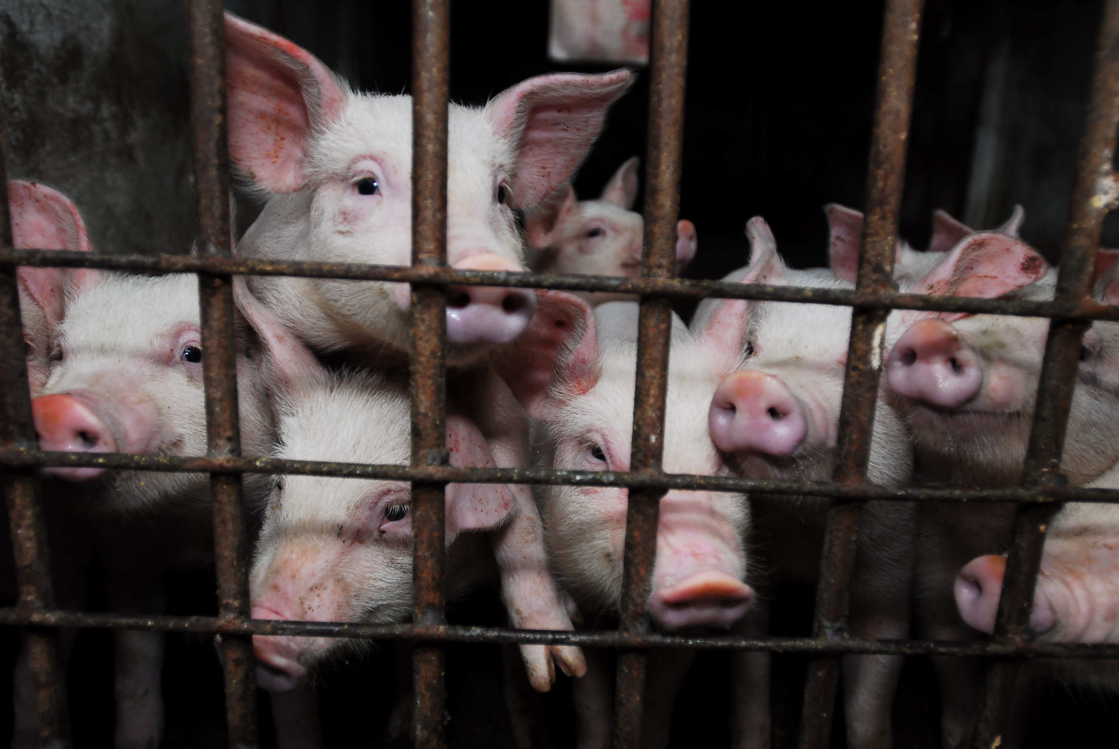 Image result for intensive caged animals eu