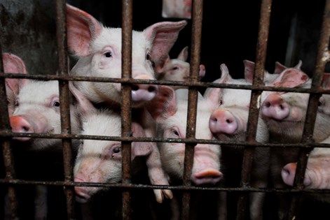 Animal cruelty | Compassion in World Farming