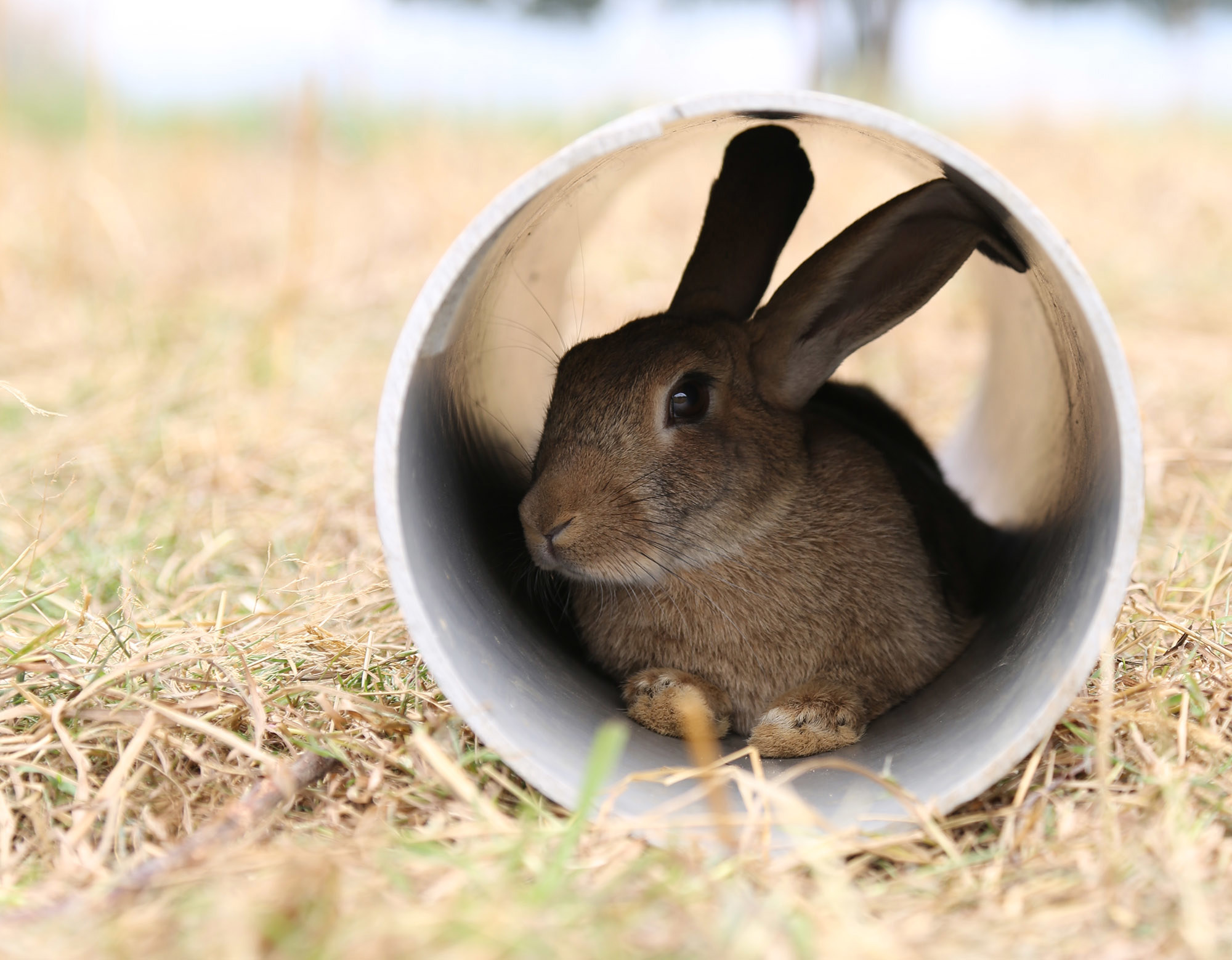 Learn about rabbits and how they are farmed | Compassion in World Farming