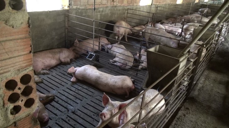 Fattening pigs in very barren conditions
