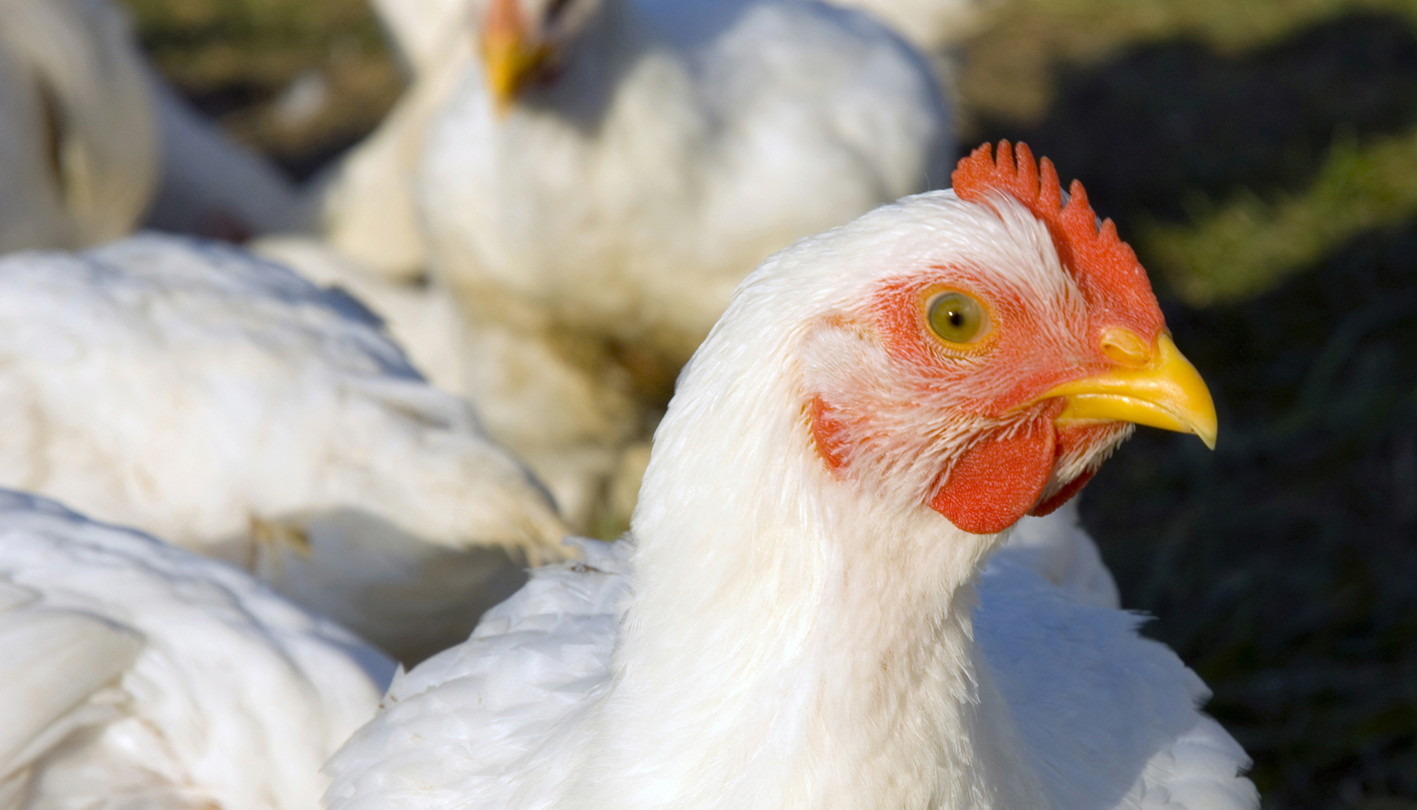 About chickens farmed for meat Compassion in World Farming