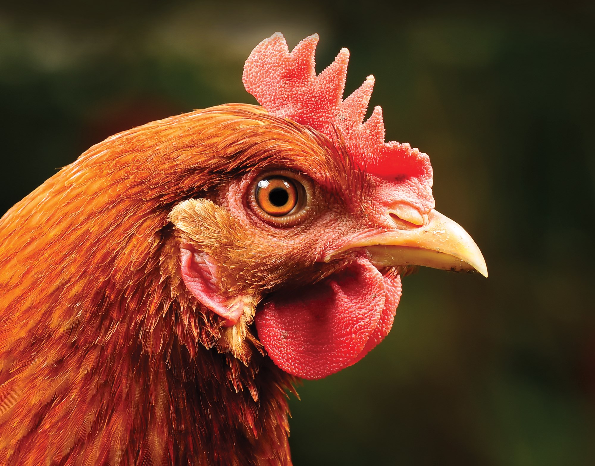 About egg laying hens | Compassion in World Farming