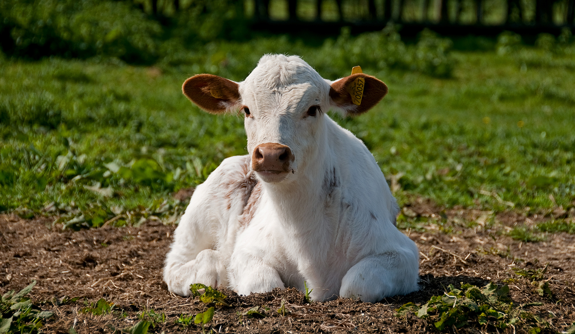 About calves reared for veal Compassion in World Farming About calves reared for veal Compassion in World Farming