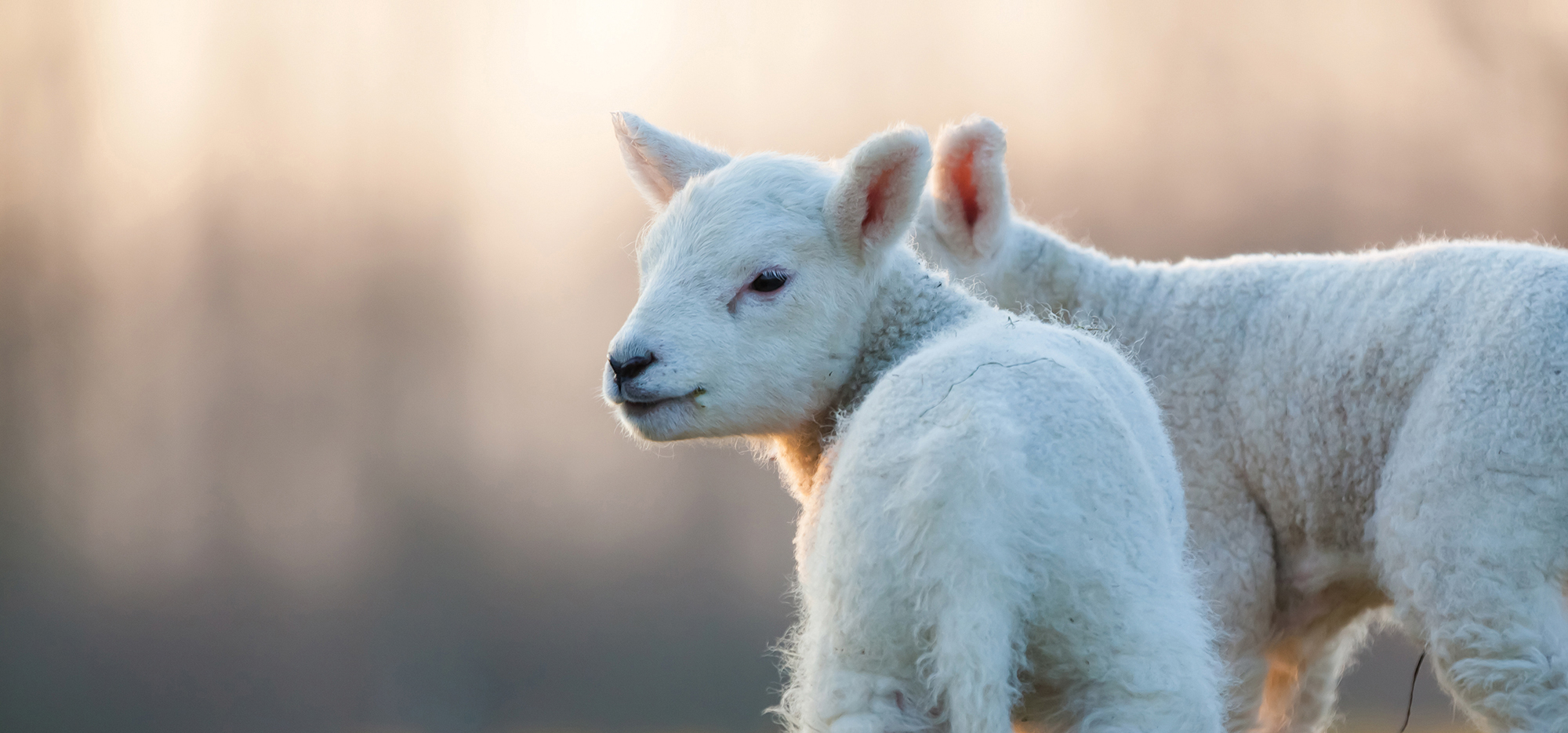 About Compassion in World Farming