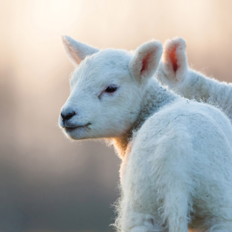 About Compassion in World Farming