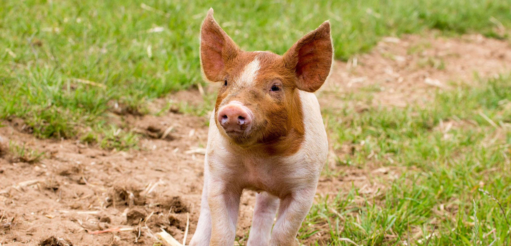 Animal Sentience Compassion in World Farming