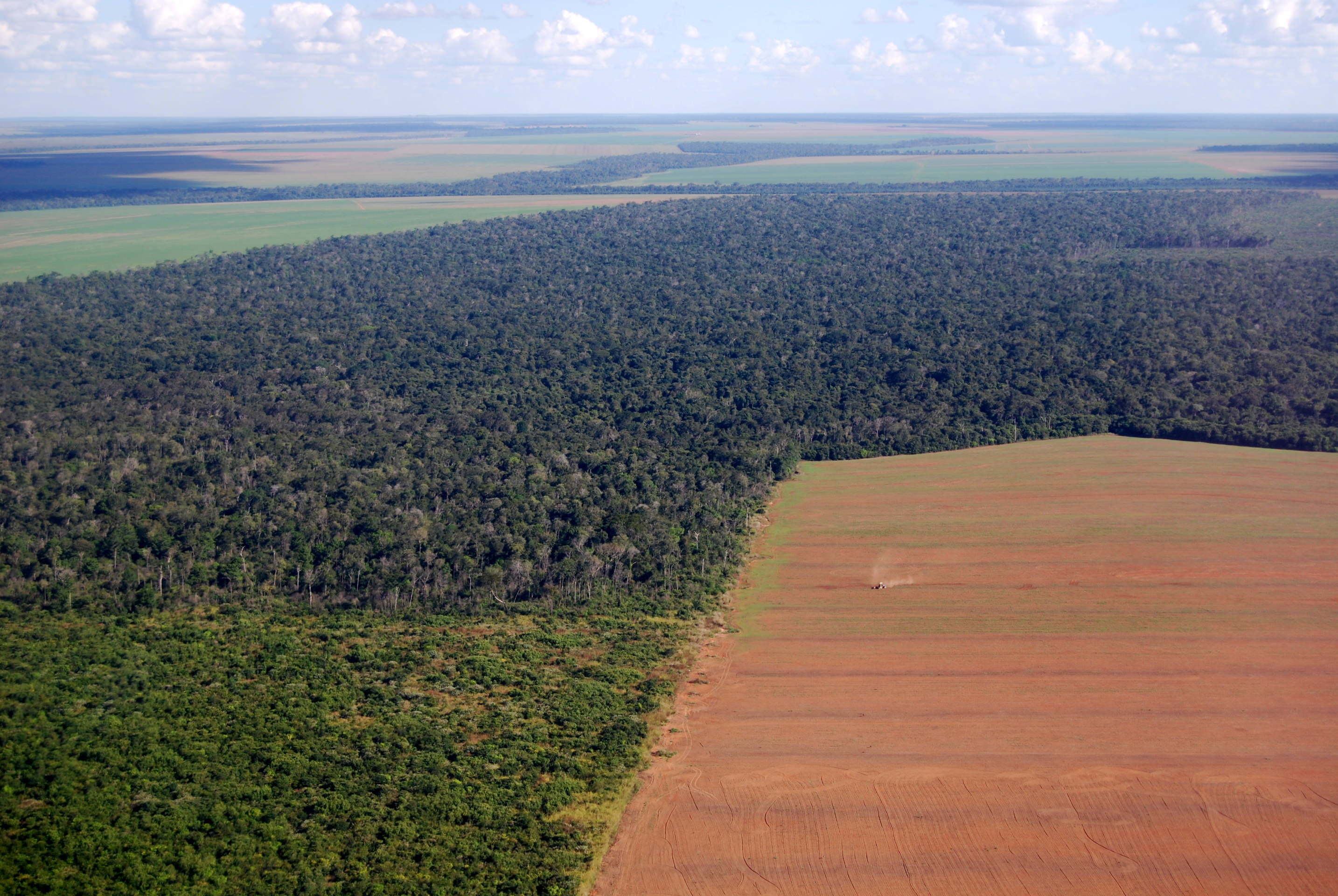 crop field next to forest