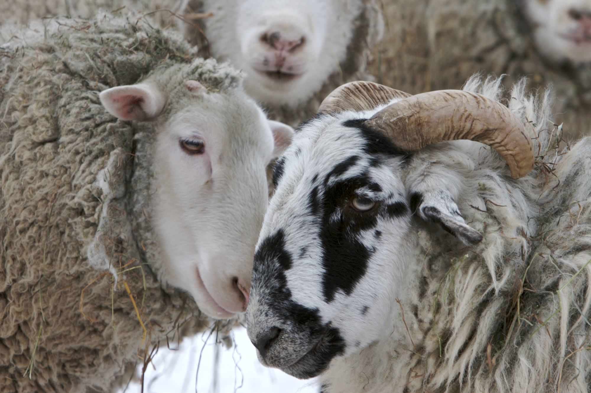 Sheep welfare Compassion in World Farming