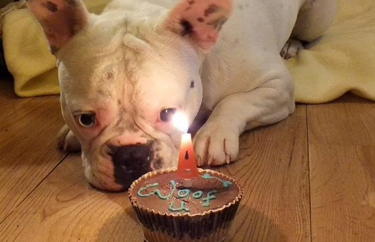 dog with cupcake