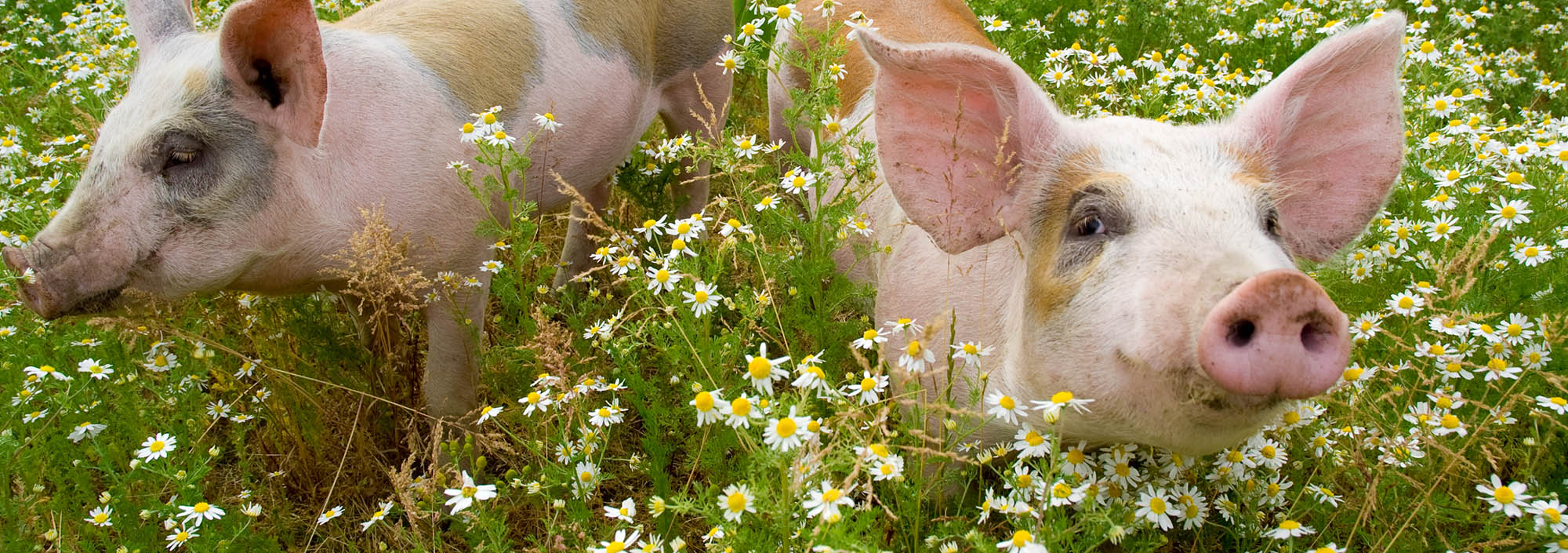 project pig compassion in world farming