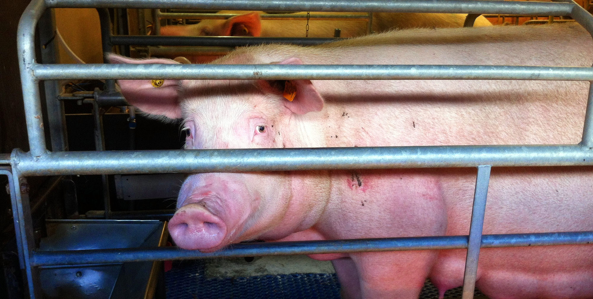 Why Does Factory Farming Still Exist Compassion In World Farming