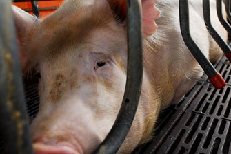 sow in farrowing crate