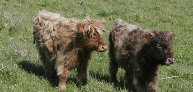 Calves In Field 2000x1300.jpg