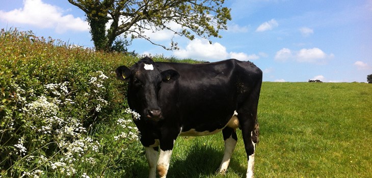 Cow by cow parsley 2000x1300.jpg