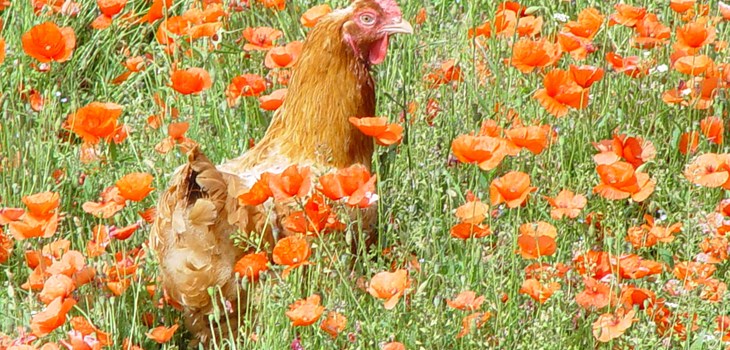 Hens in poppies