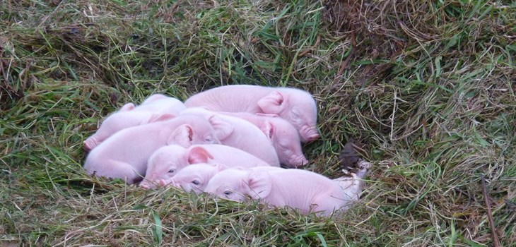 Piglets Asleep In Field 2000x1300.jpg
