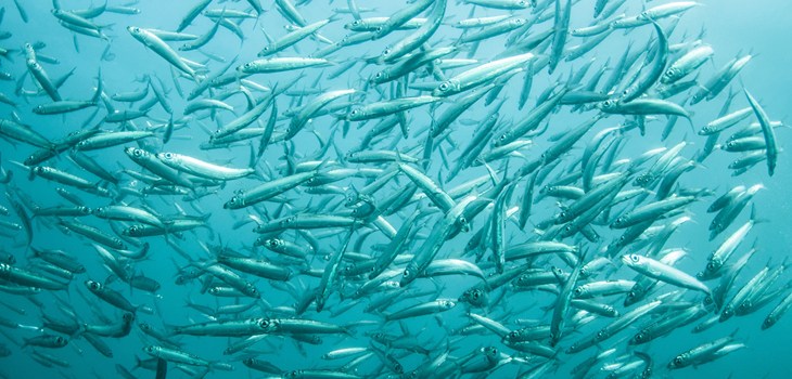 Shoal of Sardines