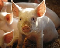 Piglet on straw