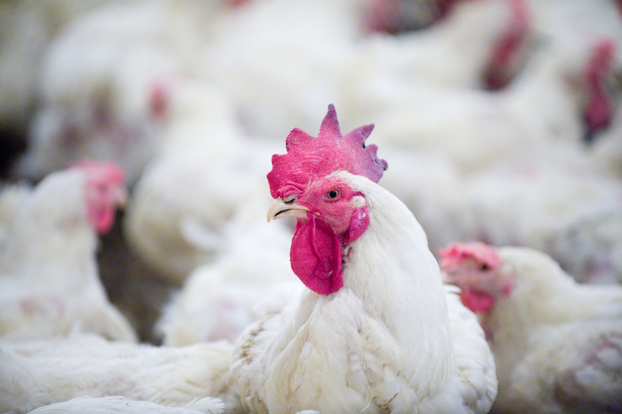 Humane Slaughter Compassion in World Farming