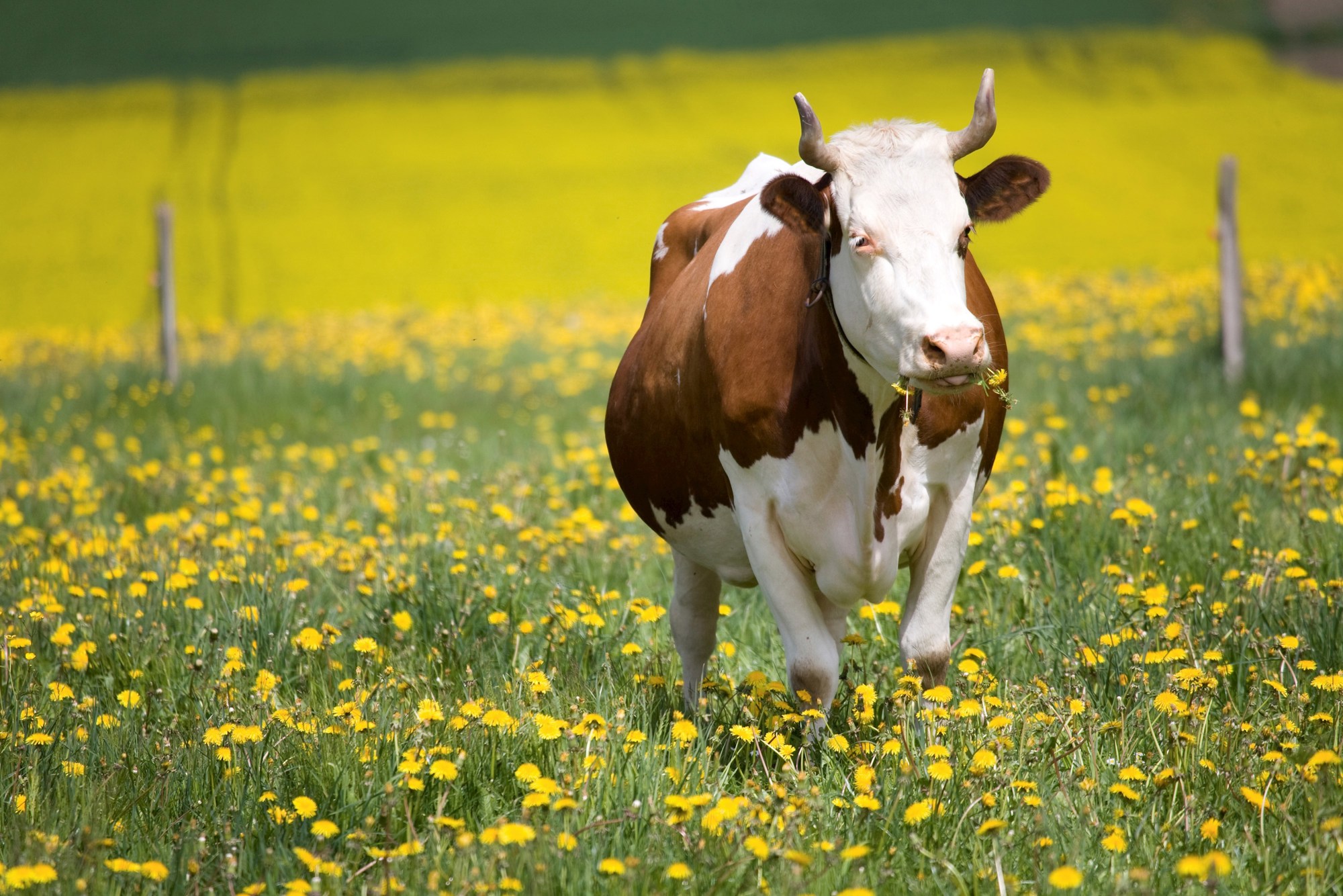 good farm animal welfare