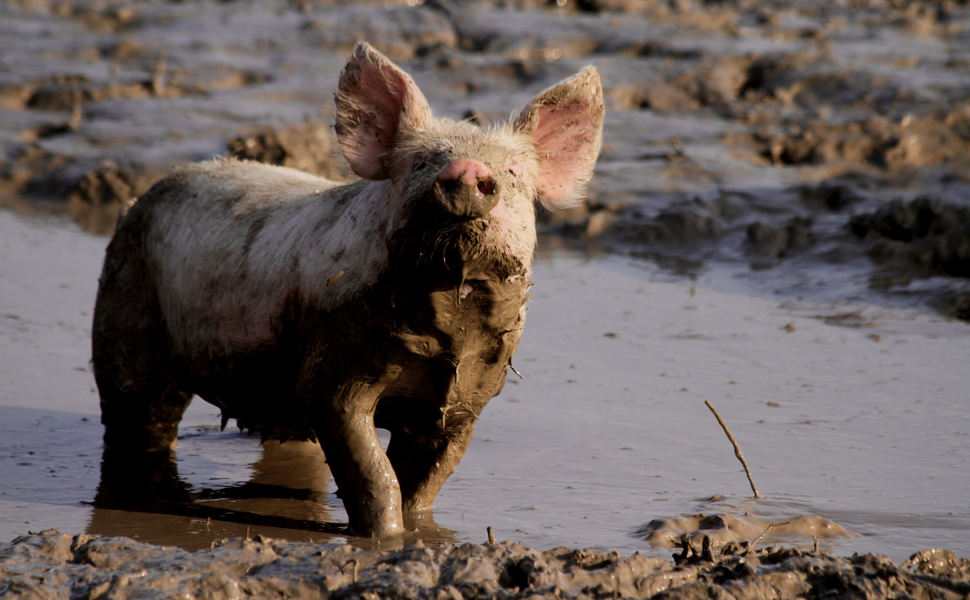 Give animals a voice