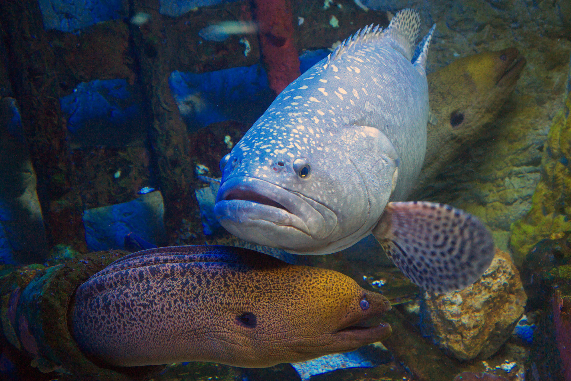 Moray Eel and Grouper fish hunting together 2000x1334.jpg