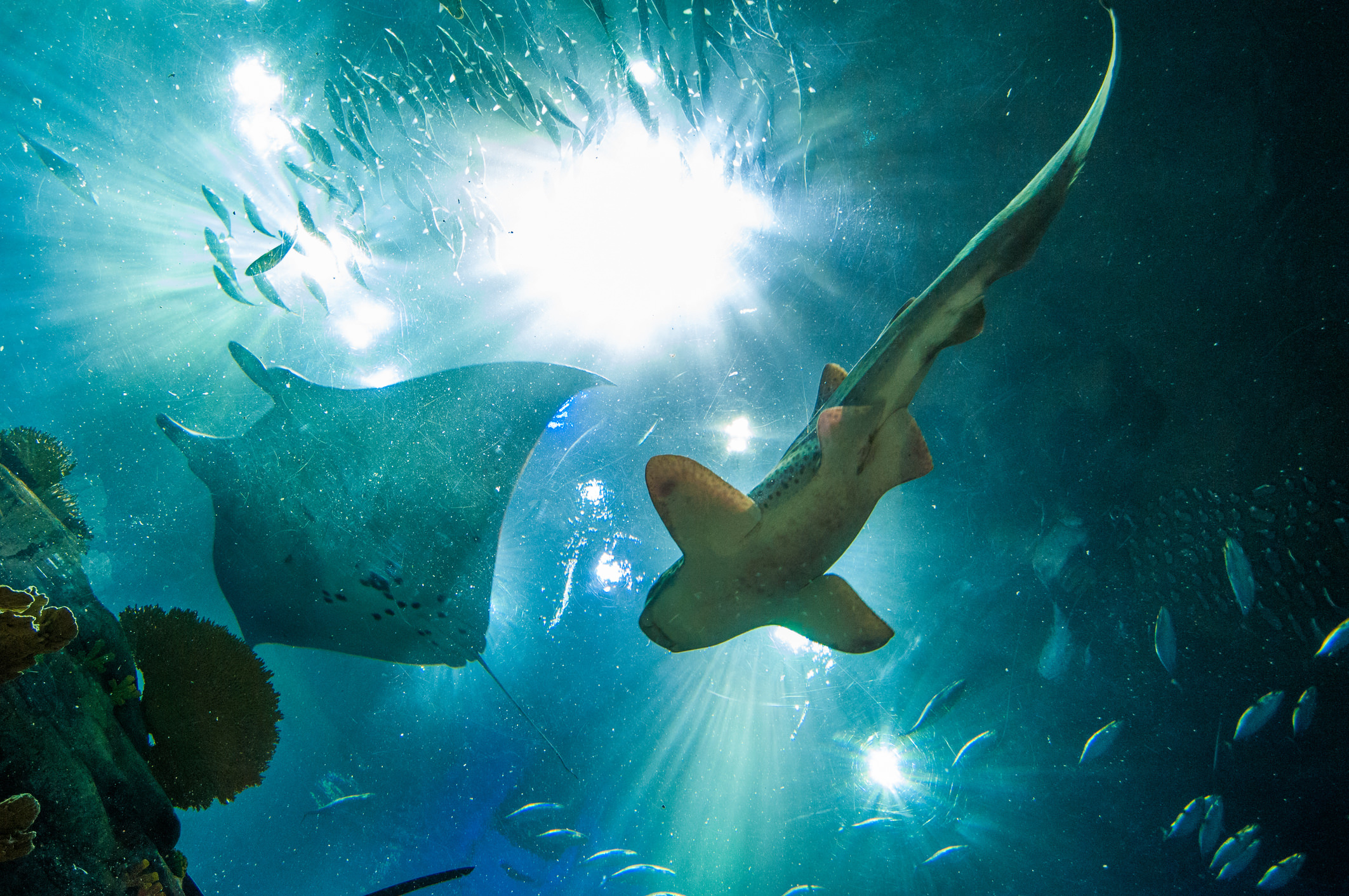 Ray and shark from below 2125x1411.jpg