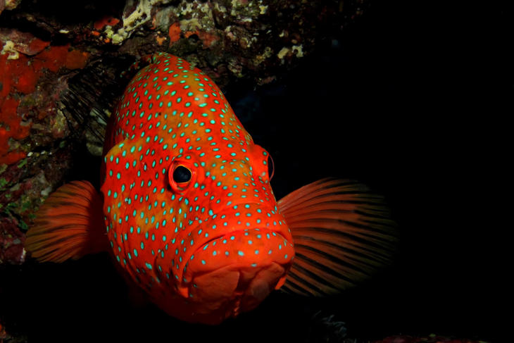 rethink fish compassion in