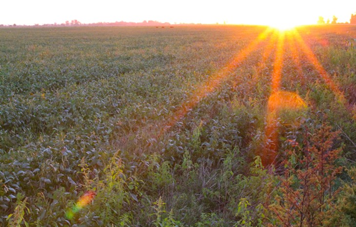 soya field sunset.jpg