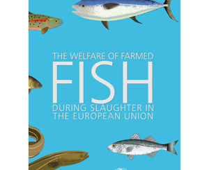 The Welfare of Farmed Fish During Slaughter in the EU