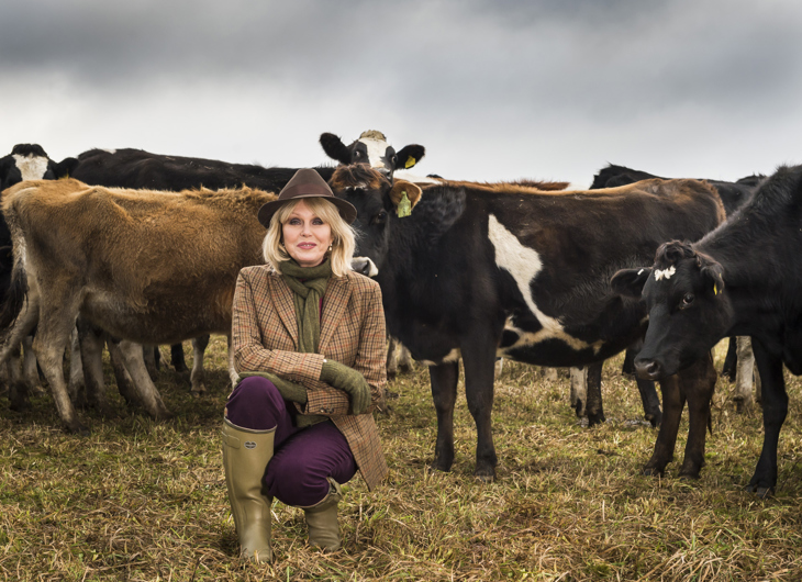 Joanna Lumley crouched in front of a heard of cows