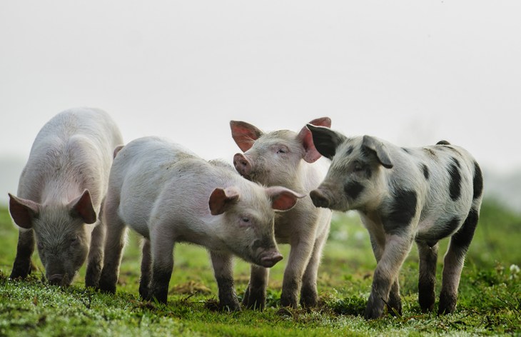 Piglets in field 2500x1616.jpg
