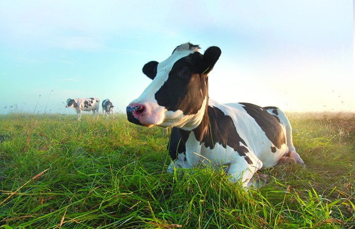 Cow in field 2500x1616.jpg