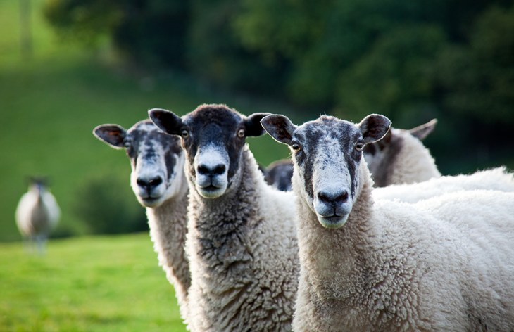 Sheep in field 2500x1616.jpg