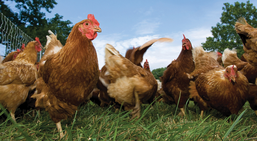 Troupeau de poules élevées en plein air.