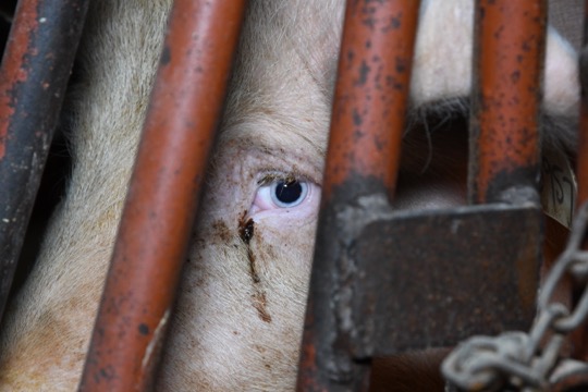 close up of a sows face in cage