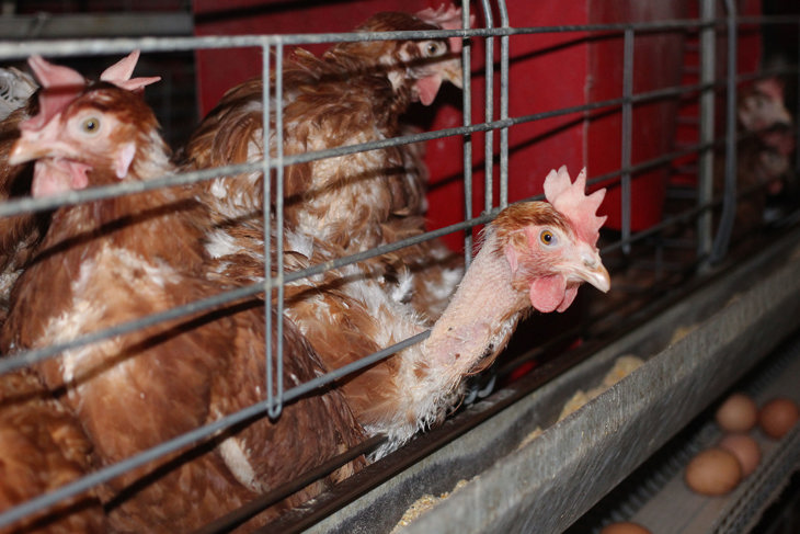 Whilst this image is from an EU farm, it is representative of conditions in use in the UK feather pecked hens in an enriched cage