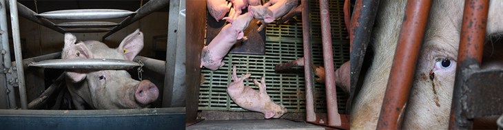 montage of images showing confined pigs in industrial farm caged systems