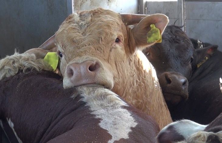 The Guardian highlights the risks of global live animal export | Compassion  in World Farming